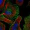 COBW Domain Containing 1 antibody, HPA042759, Atlas Antibodies, Immunofluorescence image 