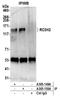 Ring Finger And CCCH-Type Domains 2 antibody, A305-149A, Bethyl Labs, Immunoprecipitation image 