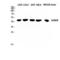 Growth Hormone Releasing Hormone Receptor antibody, LS-C383690, Lifespan Biosciences, Western Blot image 