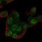 RGN antibody, NBP1-80850, Novus Biologicals, Immunocytochemistry image 