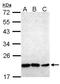 Homeobox protein Nkx-2.8 antibody, NBP1-31642, Novus Biologicals, Western Blot image 
