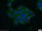 Vacuolar Protein Sorting 4 Homolog B antibody, 17673-1-AP, Proteintech Group, Immunofluorescence image 