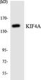 KIF4A antibody, LS-C292121, Lifespan Biosciences, Western Blot image 