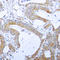 BCL2 Like 1 antibody, LS-C358424, Lifespan Biosciences, Immunohistochemistry frozen image 