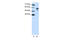 U2 Small Nuclear RNA Auxiliary Factor 2 antibody, 29-247, ProSci, Enzyme Linked Immunosorbent Assay image 