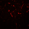Amyloid protein-binding protein 2 antibody, 7563, ProSci, Immunofluorescence image 