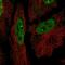 Zinc Finger Protein 219 antibody, HPA056168, Atlas Antibodies, Immunocytochemistry image 
