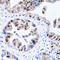 Ubiquitin Like With PHD And Ring Finger Domains 1 antibody, 18-613, ProSci, Immunohistochemistry paraffin image 