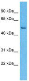 Leucine Rich Repeat Containing 14 antibody, TA335615, Origene, Western Blot image 