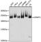 DNA Methyltransferase 1 antibody, 16-732, ProSci, Western Blot image 