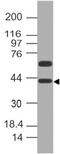 Developmental pluripotency-associated protein 4 antibody, A10283, Boster Biological Technology, Western Blot image 