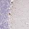 Sp8 Transcription Factor antibody, HPA054006, Atlas Antibodies, Immunohistochemistry frozen image 