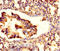 Zinc Finger Protein 77 antibody, A64020-100, Epigentek, Immunohistochemistry paraffin image 