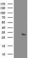Regulator of G-protein signaling 5 antibody, TA503073S, Origene, Western Blot image 