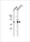 Proliferation-Associated 2G4 antibody, MBS9213516, MyBioSource, Western Blot image 