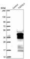 Homeobox protein TGIF2LX antibody, PA5-56971, Invitrogen Antibodies, Western Blot image 
