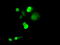 Chromosome 16 Open Reading Frame 72 antibody, TA501515, Origene, Immunofluorescence image 