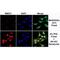 5-Methyl Cytosine antibody, NBP2-61470, Novus Biologicals, Immunofluorescence image 