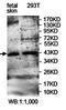 Dual Specificity Phosphatase 6 antibody, orb78216, Biorbyt, Western Blot image 