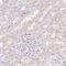 Pulmonary surfactant-associated protein D antibody, HPA044582, Atlas Antibodies, Immunohistochemistry paraffin image 