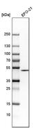 Glucosaminyl (N-Acetyl) Transferase 2 (I Blood Group) antibody, PA5-55414, Invitrogen Antibodies, Western Blot image 