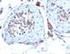 Sex Hormone Binding Globulin antibody, V2853IHC-7ML, NSJ Bioreagents, Immunohistochemistry frozen image 