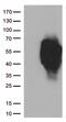 Hepatitis A Virus Cellular Receptor 2 antibody, CF812566, Origene, Western Blot image 
