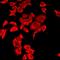 POC1 Centriolar Protein A antibody, orb412613, Biorbyt, Immunofluorescence image 