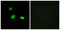Heat shock protein beta-2 antibody, GTX87453, GeneTex, Immunofluorescence image 