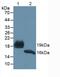 Lithostathine-1-beta antibody, MBS2025956, MyBioSource, Western Blot image 