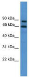 Zinc Finger Protein 257 antibody, TA345482, Origene, Western Blot image 