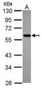 Zinc Finger Protein 207 antibody, PA5-30641, Invitrogen Antibodies, Western Blot image 