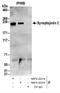Synaptojanin-2 antibody, NBP2-22314, Novus Biologicals, Immunoprecipitation image 