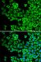 HCK Proto-Oncogene, Src Family Tyrosine Kinase antibody, LS-C331879, Lifespan Biosciences, Immunofluorescence image 