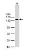 GC-A antibody, NBP1-32889, Novus Biologicals, Western Blot image 