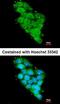 C-Type Lectin Domain Family 1 Member B antibody, orb13344, Biorbyt, Immunofluorescence image 