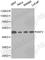 S-Phase Kinase Associated Protein 2 antibody, A0842, ABclonal Technology, Western Blot image 