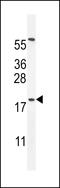 Developmental pluripotency-associated 5 protein antibody, LS-C167523, Lifespan Biosciences, Western Blot image 