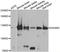 Dishevelled Associated Activator Of Morphogenesis 2 antibody, LS-C349165, Lifespan Biosciences, Western Blot image 