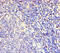 F-Box And Leucine Rich Repeat Protein 18 antibody, A54902-100, Epigentek, Immunohistochemistry paraffin image 