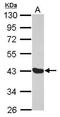 MAGE Family Member A1 antibody, GTX103961, GeneTex, Western Blot image 