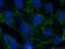 Adiponectin, C1Q And Collagen Domain Containing antibody, 21613-1-AP, Proteintech Group, Immunofluorescence image 