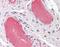 Von Willebrand Factor antibody, orb195515, Biorbyt, Immunohistochemistry paraffin image 