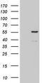 CASP8 And FADD Like Apoptosis Regulator antibody, TA804477, Origene, Western Blot image 