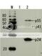 HIV-1 gp24 antibody, 65-006, BioAcademia Inc, Western Blot image 