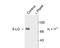 Arachidonate 5-lipoxygenase antibody, TA309073, Origene, Western Blot image 