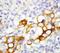 Angiopoietin-related protein 4 antibody, orb27640, Biorbyt, Immunohistochemistry paraffin image 