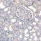 Solute Carrier Family 6 Member 2 antibody, AMAb91116, Atlas Antibodies, Immunohistochemistry paraffin image 