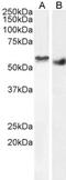Serine/Threonine Kinase 35 antibody, NB100-1393, Novus Biologicals, Western Blot image 