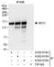 Nuclear Transcription Factor, X-Box Binding 1 antibody, A302-915A, Bethyl Labs, Immunoprecipitation image 